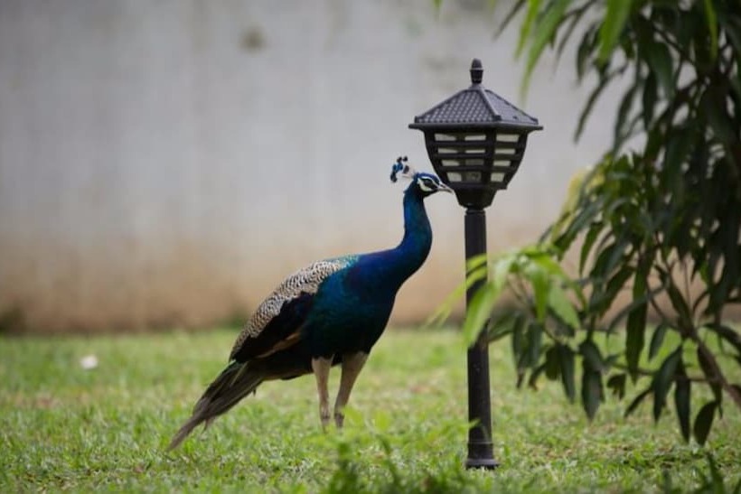 בית מלון כפרי Chenra