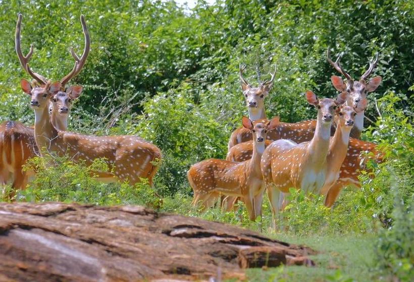בית מלון כפרי Salubrious Resort