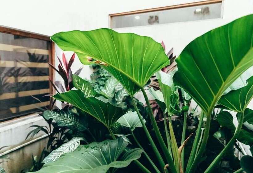 ペンション Moss Colombo