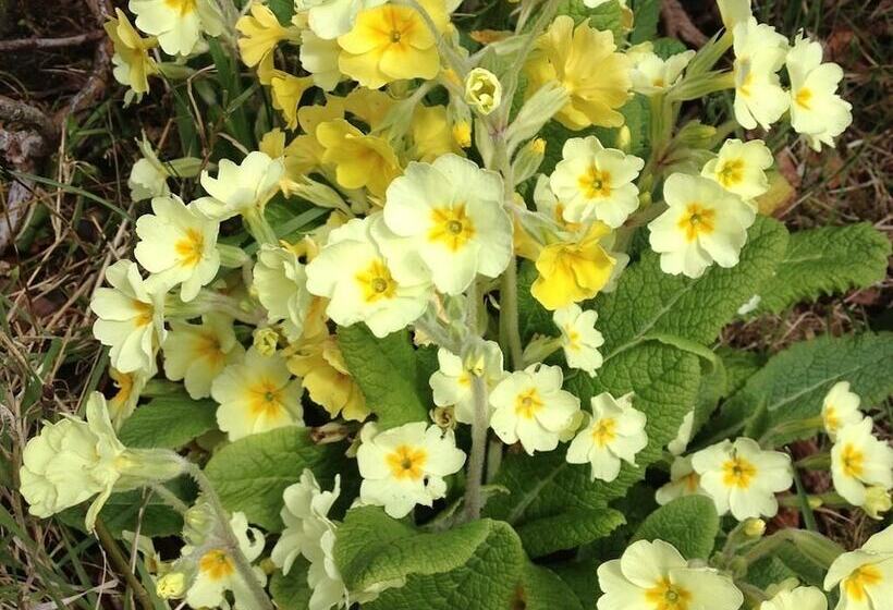 ベッドアンドブレックファースト Lisnafillan Lodge