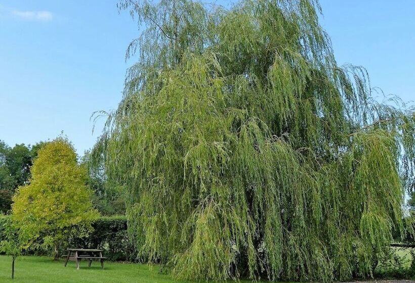 مبيت وإفطار The Willows