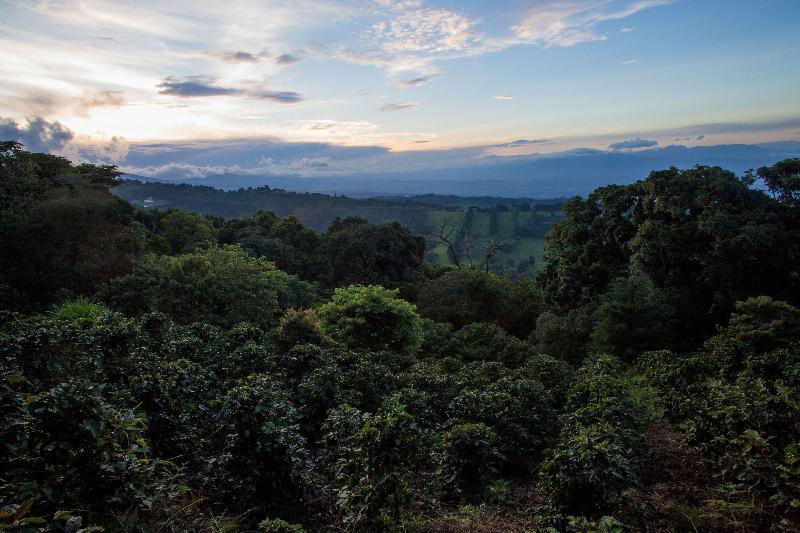 فندق فئة نجمة واحدة Chayote Lodge