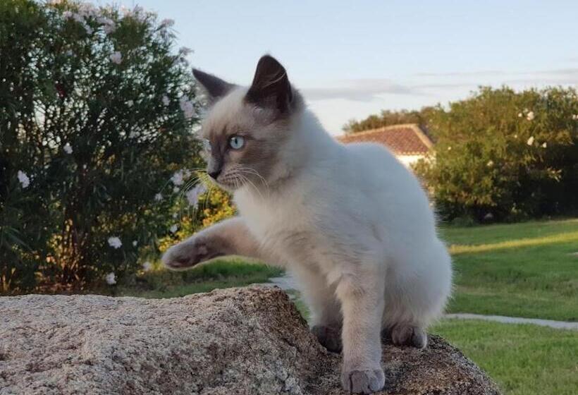 בית מלון כפרי Baia Cea