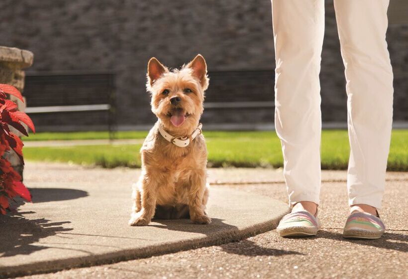 فندق Hyatt Place Chicago Ohare Airport