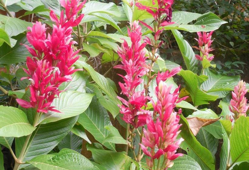 Отель Le Leopard D 'argent