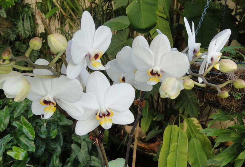 هتل Rouxinol Boutique