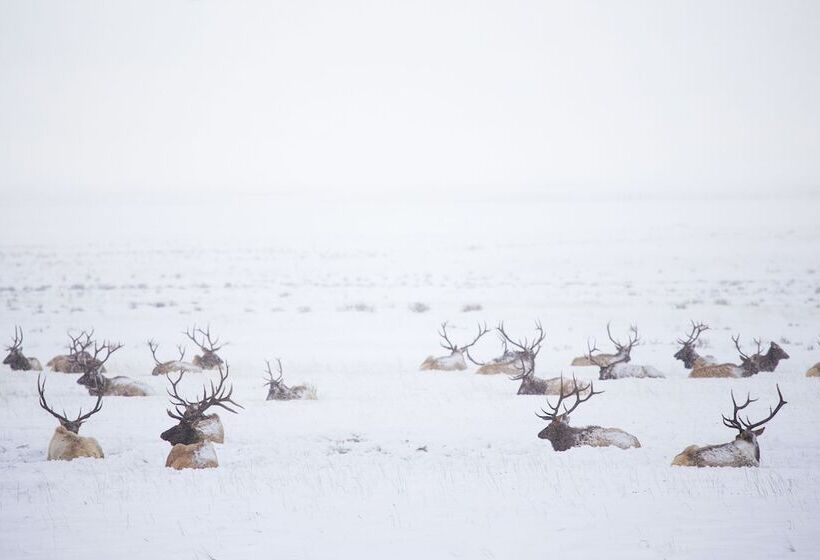 فندق Springhill Suites By Marriott Jackson Hole