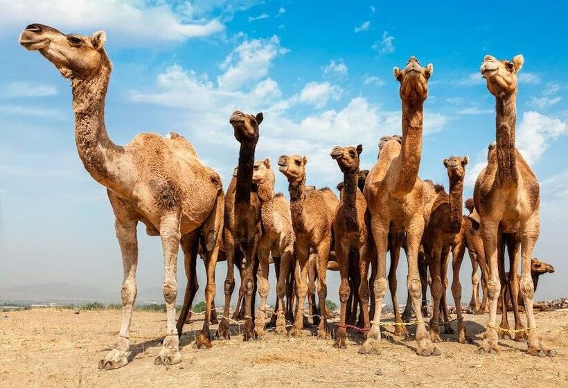 בית מלון כפרי The Westin Pushkar Resort & Spa