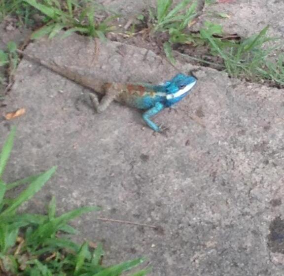 旅馆 Baan Bua Guest House