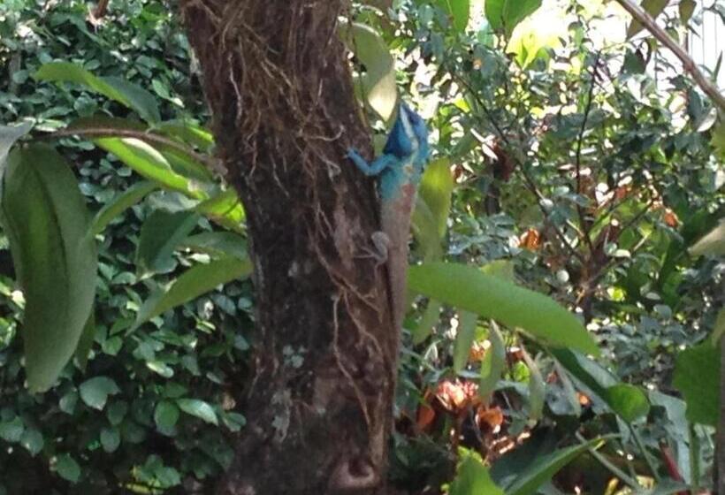 旅馆 Baan Bua Guest House