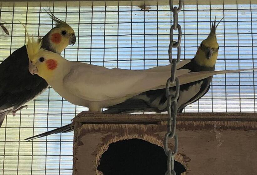 צימר Chambres D Hôtes