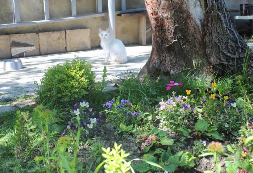 تختخواب و صبحانه Guesthouse Levani