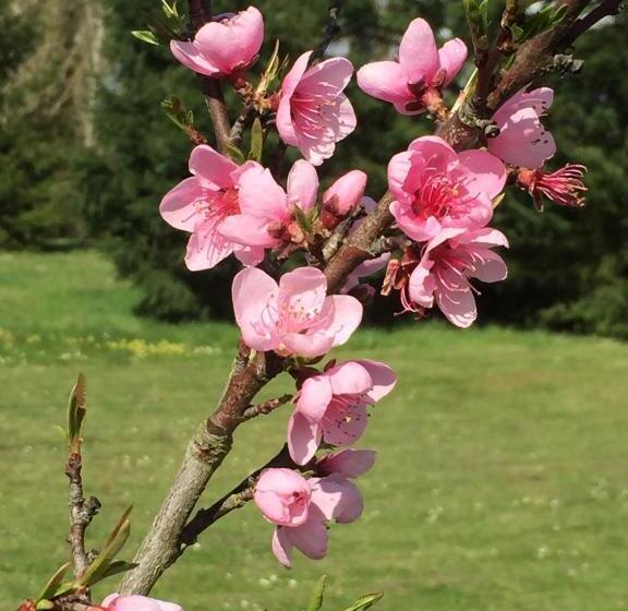 Bed and Breakfast Les Colonnes De Chanteloup