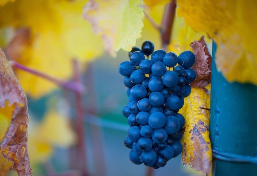 مبيت وإفطار Mt Michael Lodge