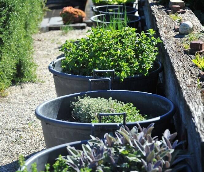 مبيت وإفطار Mt Michael Lodge