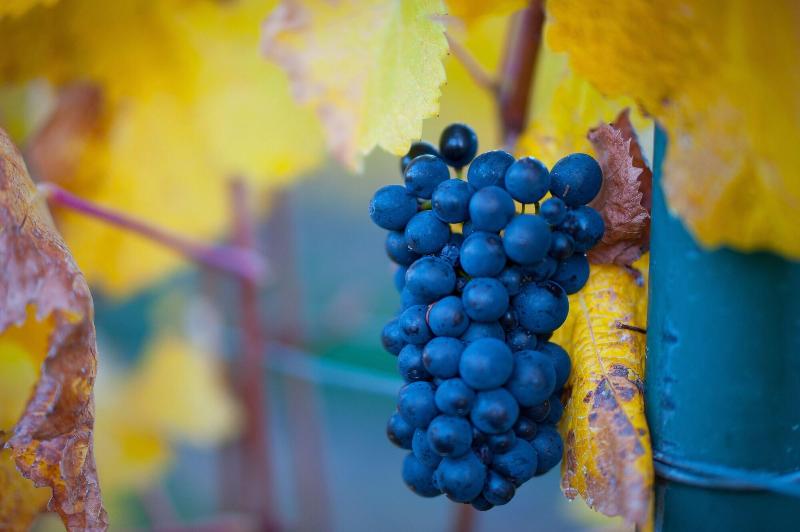 مبيت وإفطار Mt Michael Lodge