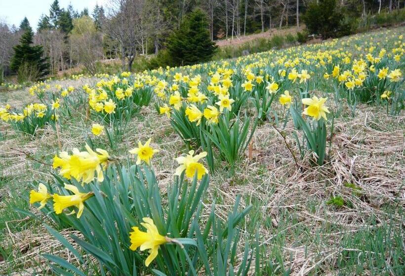Chalet Charmant Au Tholy Avec Piscine Partagee