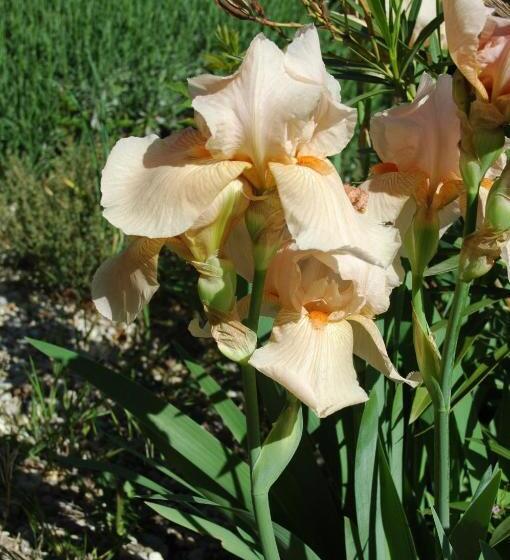 Annapurna Bed & Breakfast