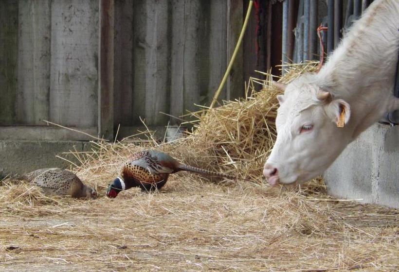 مبيت وإفطار A La Haute Bouillere