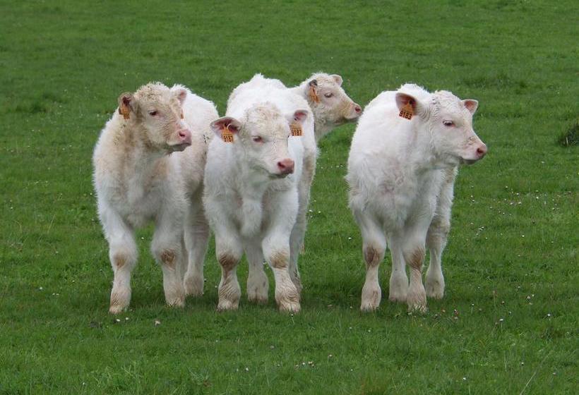 مبيت وإفطار A La Haute Bouillere