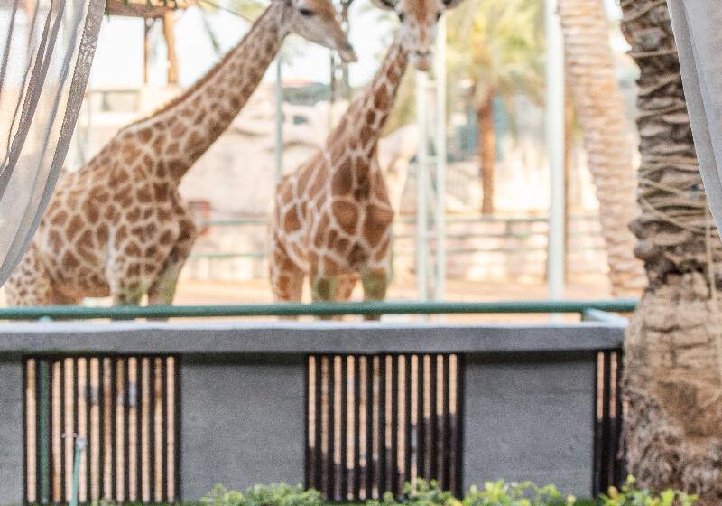 هتل Emirates Park Resort