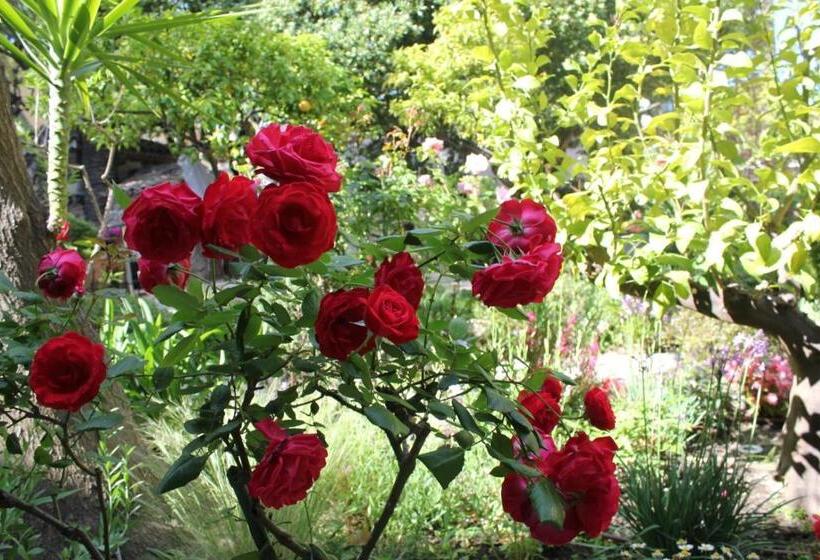 Отель Hôtel Les Palmiers