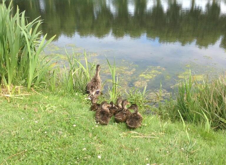 La Maison Du Phare De Honfleur Chambre D Hôtes B&b  Jacuzzi   Shabby Chic