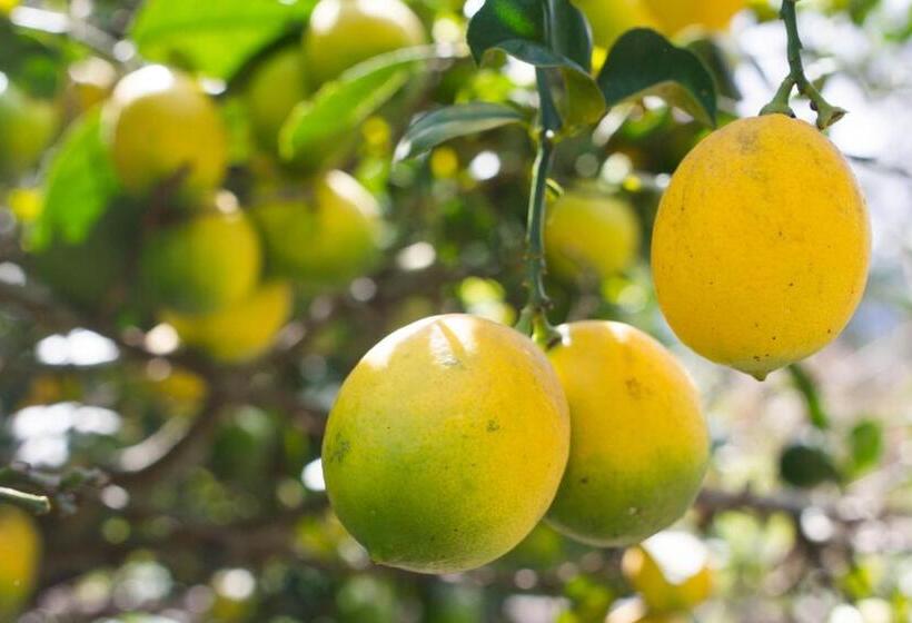 فندق صغير Kallpa Wasi