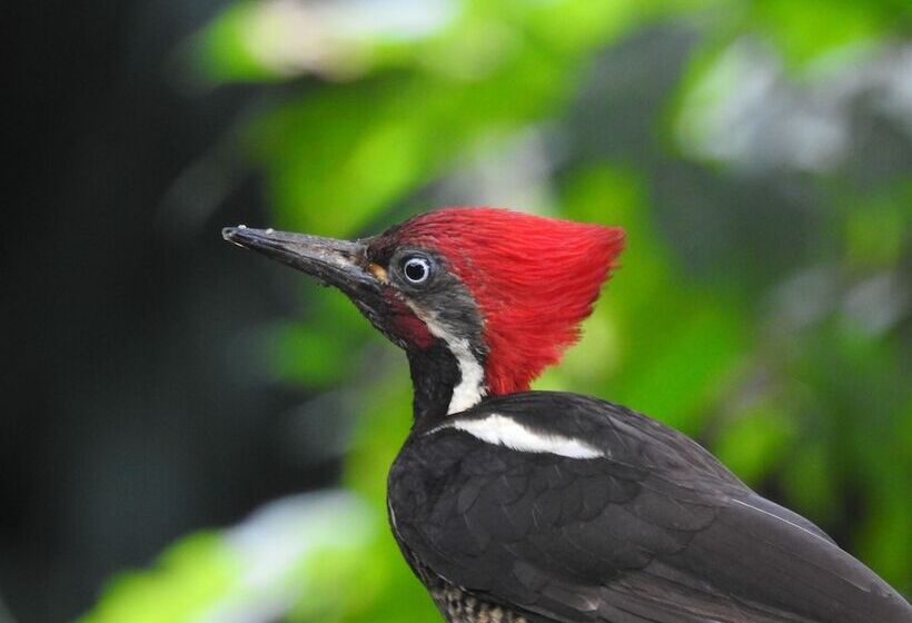 Biohostal Mindo Cloud Forest