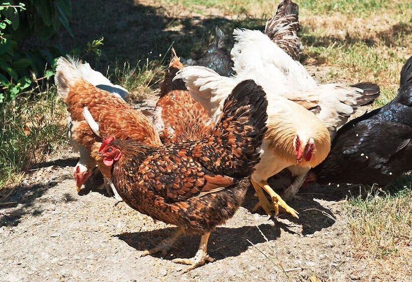 Отель Agriturismo La Buca Di Bellugi