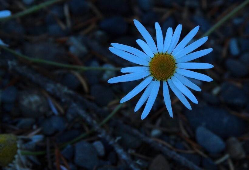 酒店 Bear Paw Adventure