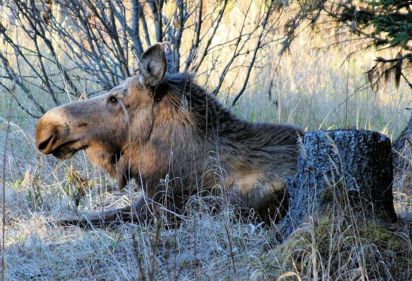 酒店 Bear Paw Adventure