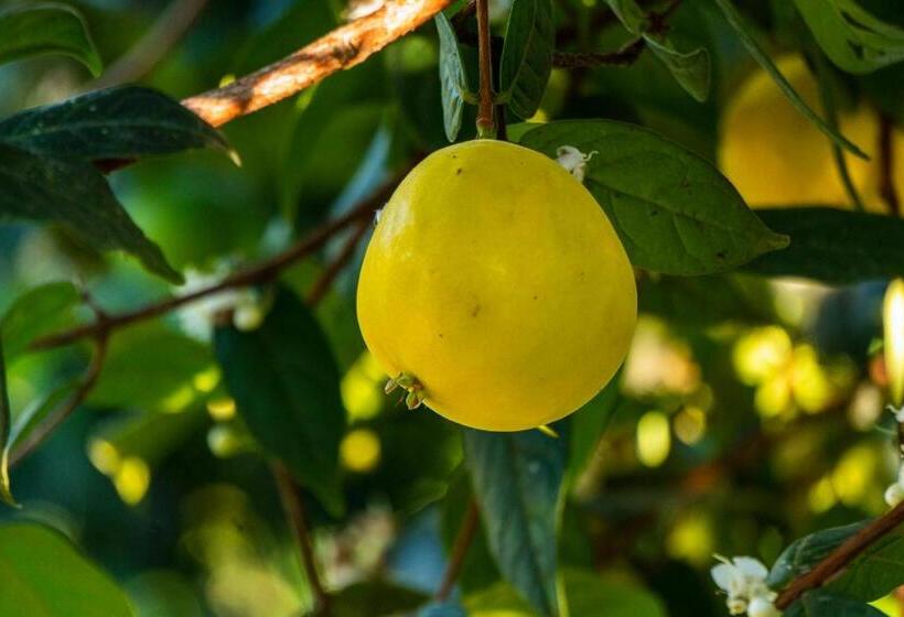 酒店 Brisas La Gaviota Mariquit Tolima