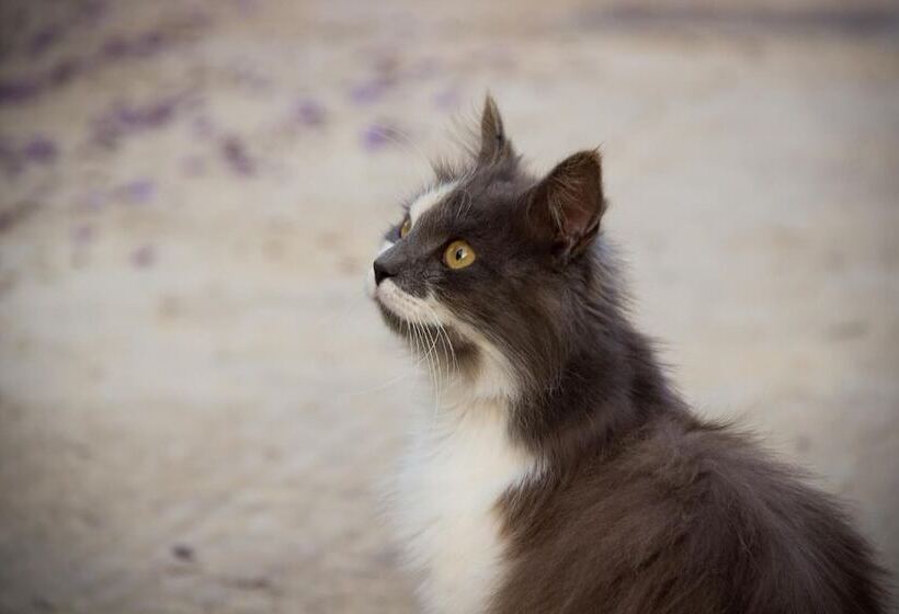 בית מלון כפרי Case Vacanza Torre Lupa