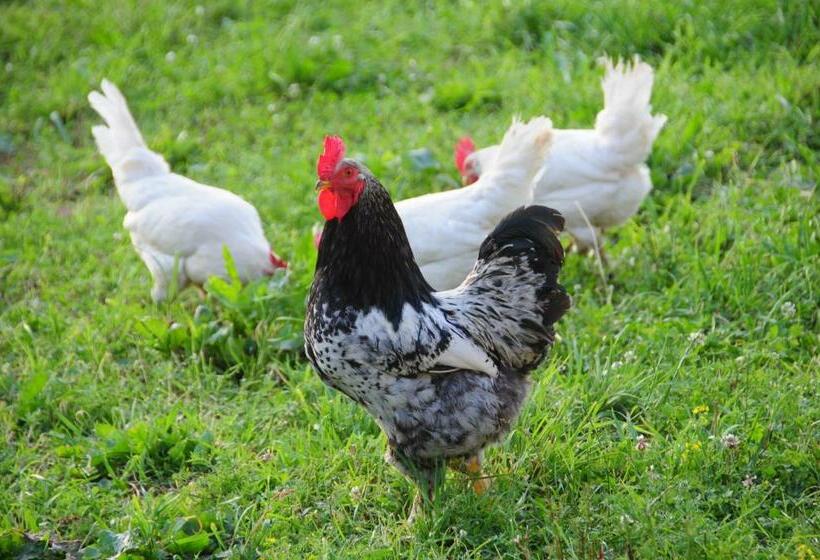 בית מלון כפרי Hartlhof Urlaub Am Baby Und Kinderbauernhof