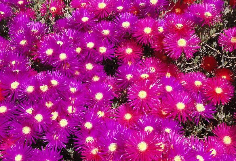 בית מלון כפרי King's