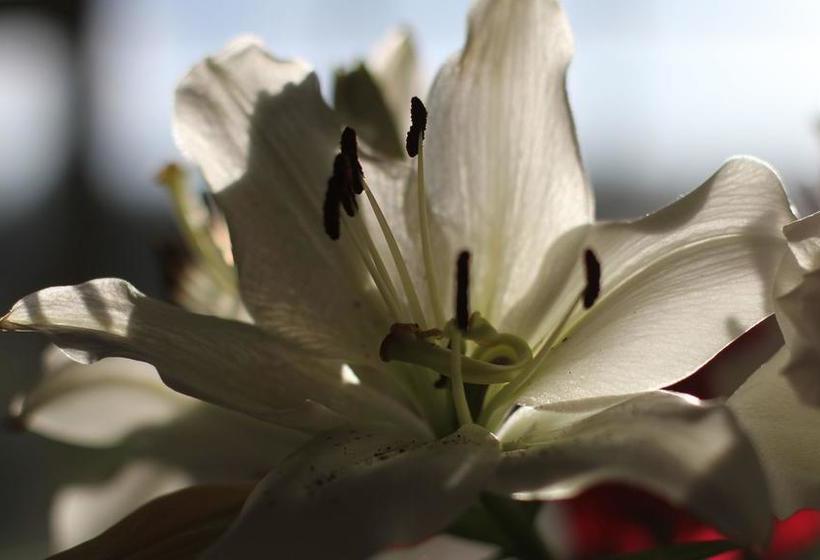 فندق Mulvarra House