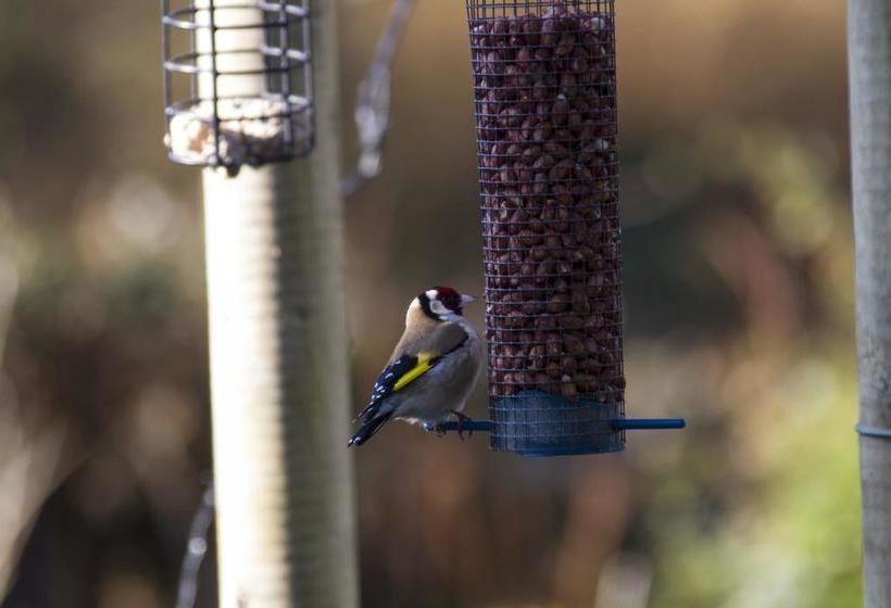 فندق Mulvarra House