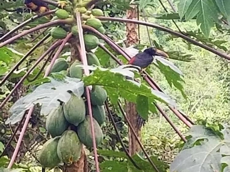 هتل Samai Lodge Holistic Living