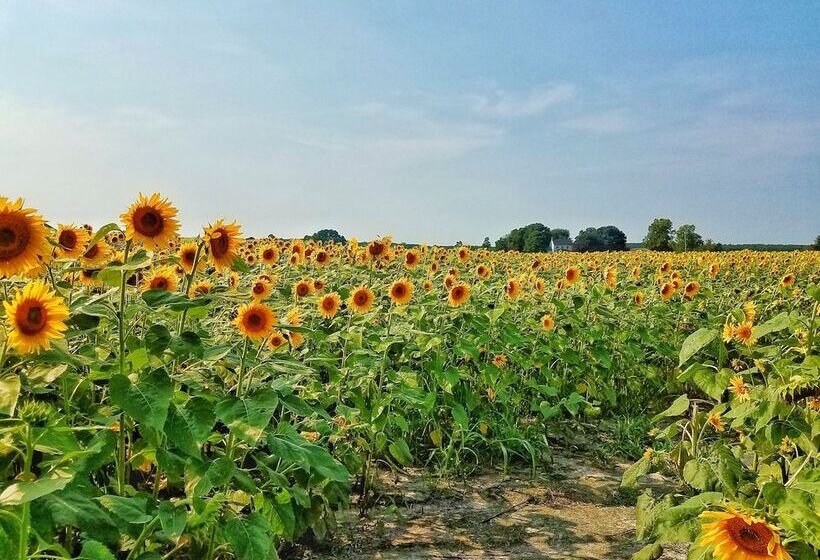 فندق Sandaway Suites & Beach