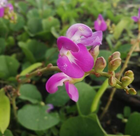 旅馆 Hospedaje Meryscar