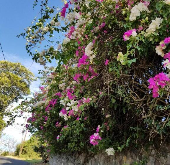 فندق صغير Monte Campana Escazu