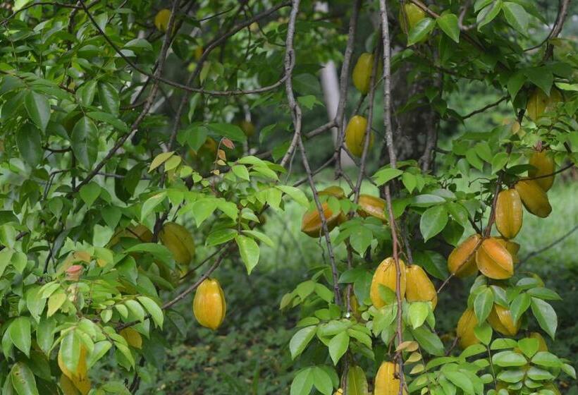 مبيت وإفطار Indigo Yoga Surf Resort