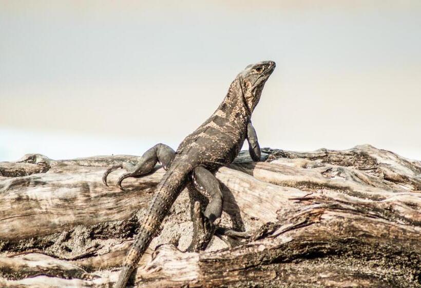 Cabinas Playa Surf Hostel