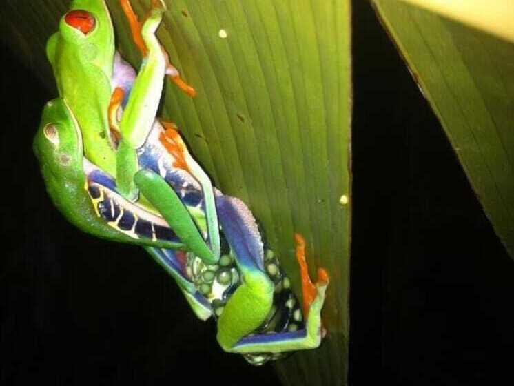 酒店 Cabinas Balcon Del Mar Tortuguero