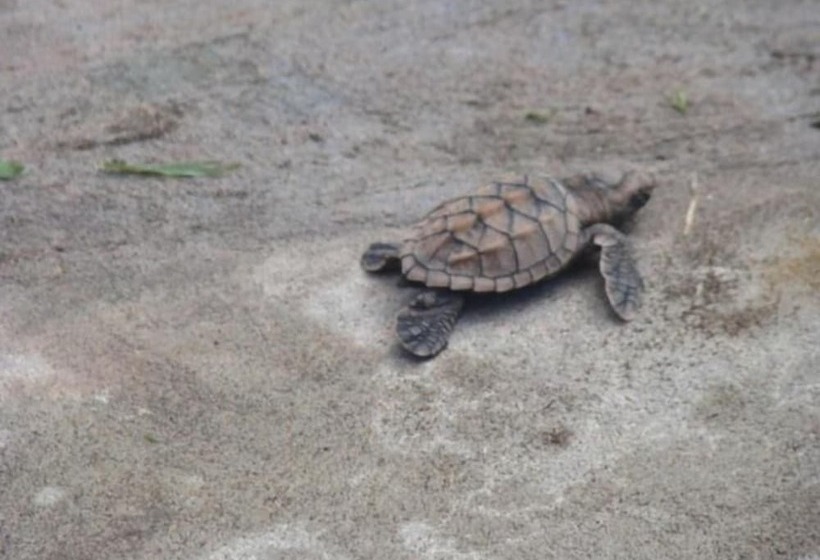 酒店 Cabinas Balcon Del Mar Tortuguero