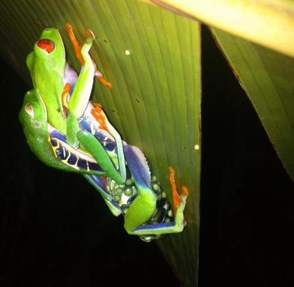 酒店 Cabinas Balcon Del Mar Tortuguero