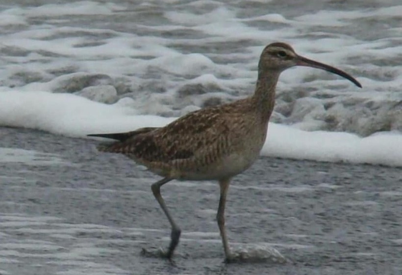 酒店 Cabinas Balcon Del Mar Tortuguero