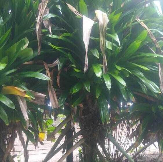 酒店 Cabinas Balcon Del Mar Tortuguero