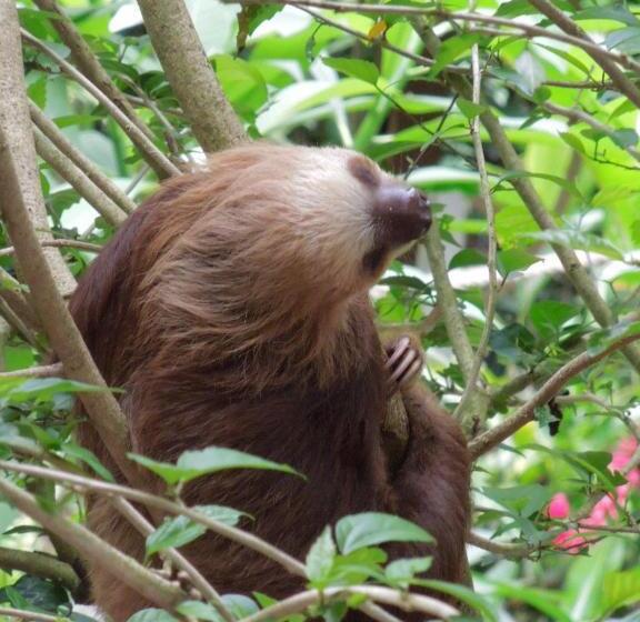 Отель Casitas Las Flores
